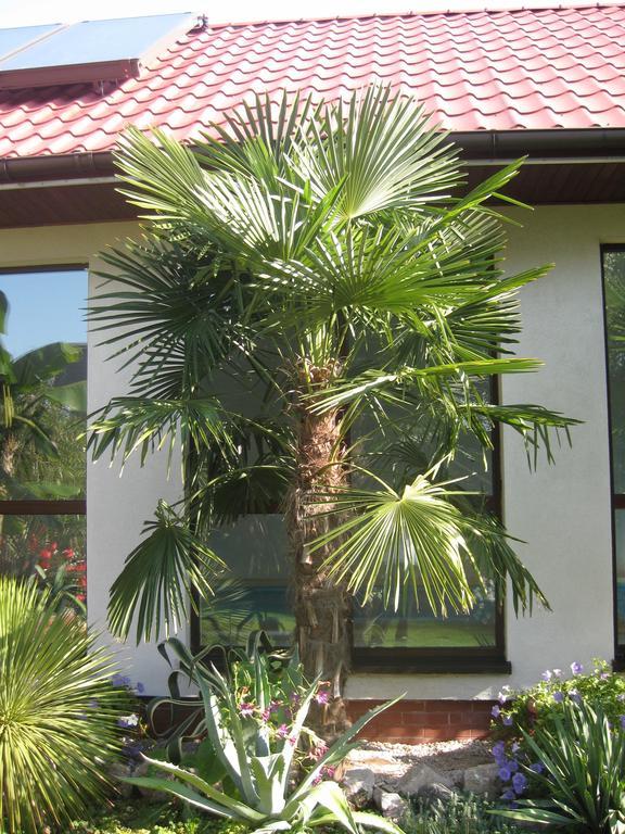 Pokoje Goscinne Pod Palmami Busko-Zdrój Cameră foto
