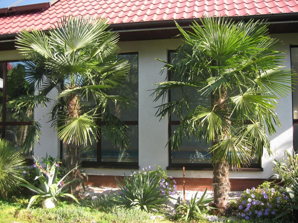 Pokoje Goscinne Pod Palmami Busko-Zdrój Exterior foto